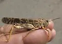 High Plains Grasshopper - photo 4