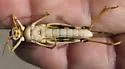 High Plains Grasshopper - photo 5
