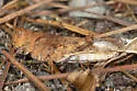 California Rose-Winged Grasshopper
