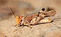 California Rose-Winged Grasshopper - photo 2