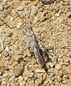 California Rose-Winged Grasshopper - photo 4