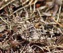 California Rose-Winged Grasshopper - photo 5