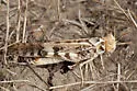 Spurcate Grasshopper