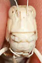 Spurcate Grasshopper - photo 2