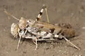 Spurcate Grasshopper - photo 3