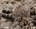 Spurcate Grasshopper - photo 4