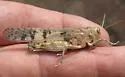 Spurcate Grasshopper - photo 5