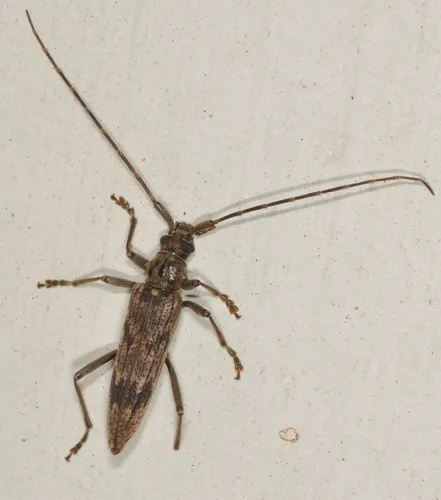 Disteniid Beetles - Disteniidae