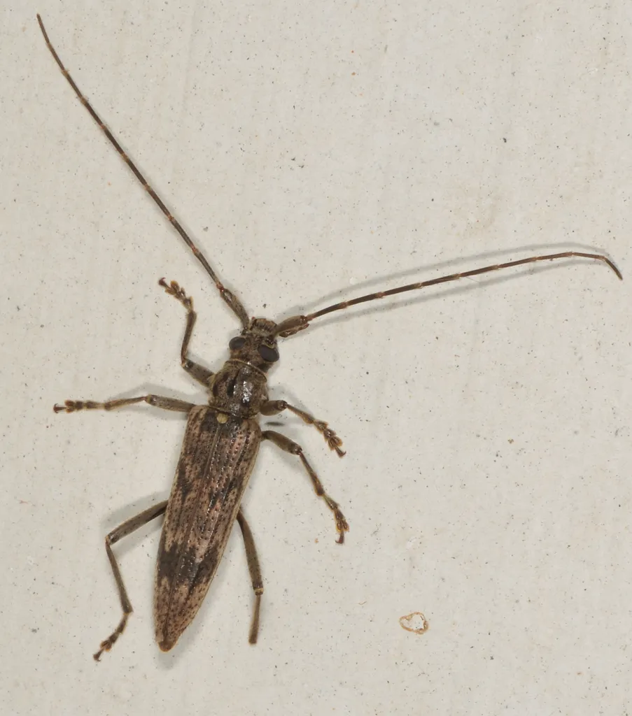Disteniid Beetles - photo 2