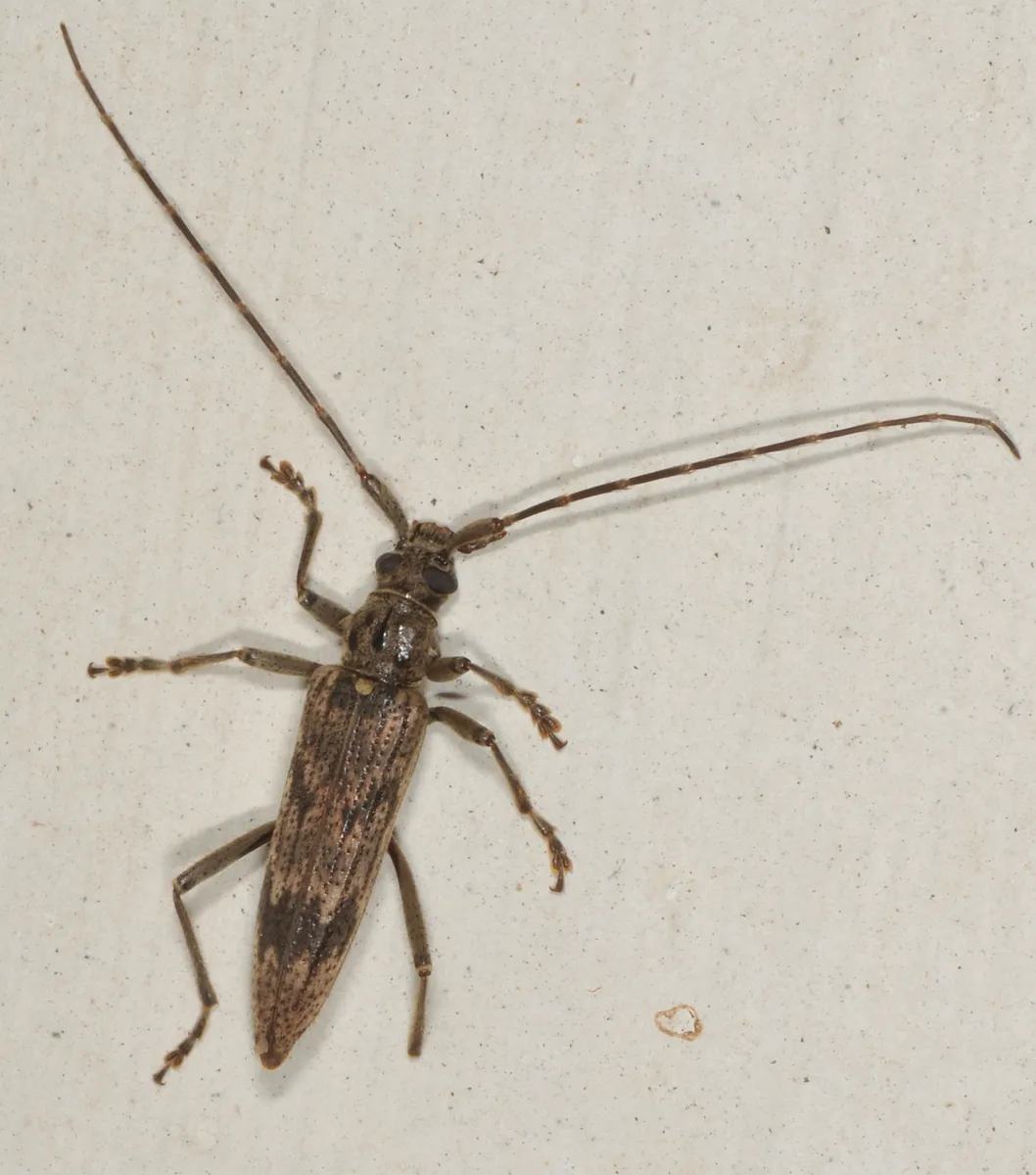Disteniid Beetles - photo 3