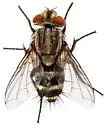 Distichona kansensis - photo 2