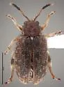 Distigmoptera apicalis
