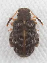 Distigmoptera apicalis - photo 3
