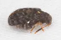 Distigmoptera apicalis - photo 4