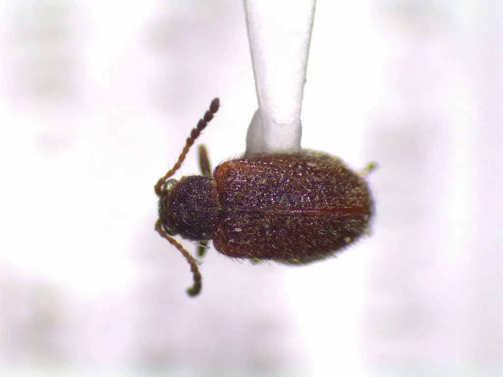Distigmoptera borealis - photo 2