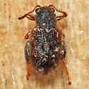 Distigmoptera impennata