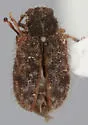 Distigmoptera pilosa