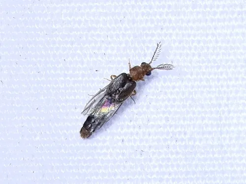 Distremocephalus californicus