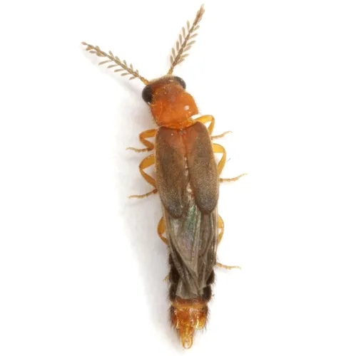 Distremocephalus opaculus - photo 2