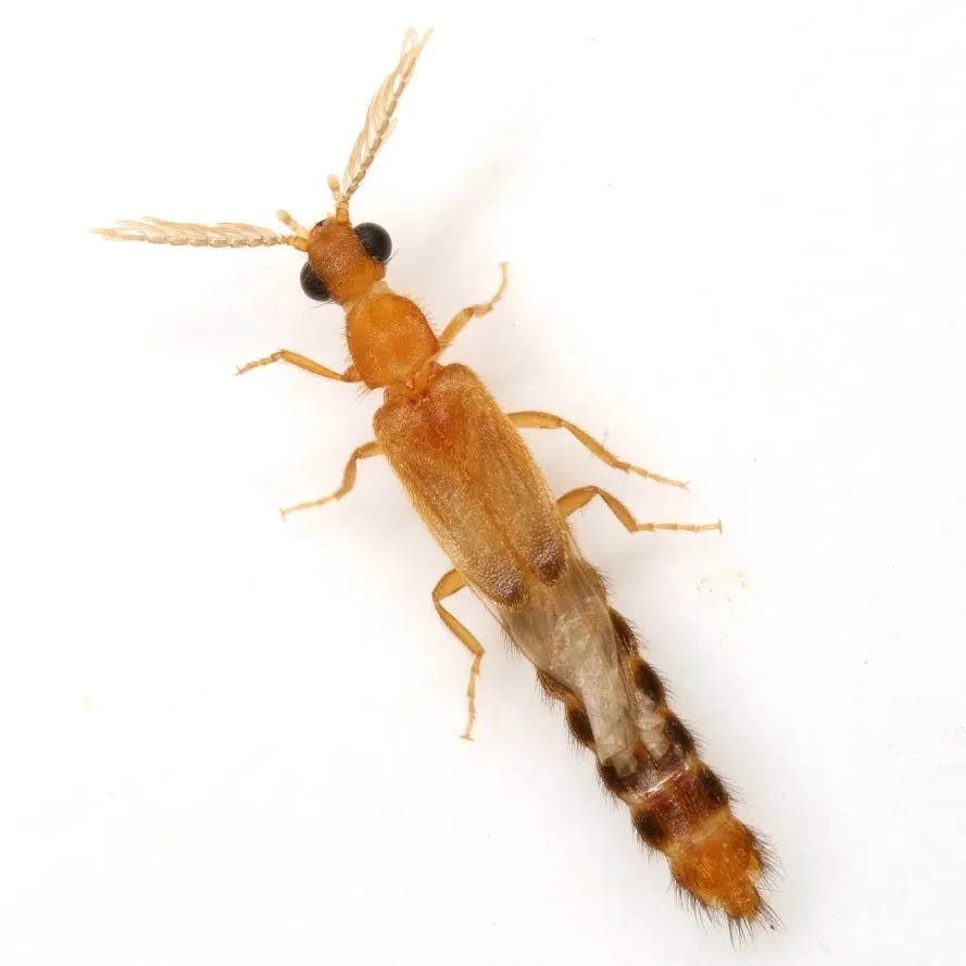 Distremocephalus texanus