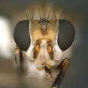 Ditaeniella parallela - photo 3