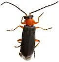 Ditemnus abdominalis