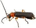 Ditemnus abdominalis - photo 2