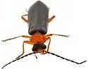Ditemnus abdominalis - photo 3