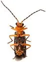 Ditemnus abdominalis - photo 4