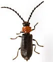 Ditemnus bidentatus