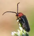 Ditemnus bidentatus - photo 2