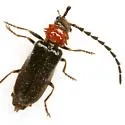 Ditemnus bidentatus - photo 3