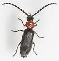 Ditemnus bidentatus - photo 4