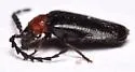Ditemnus bidentatus - photo 5