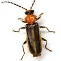 Ditemnus fossiger 0