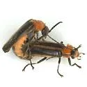 Ditemnus freemani