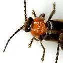 Ditemnus freemani - photo 2