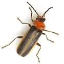 Ditemnus freemani - photo 3