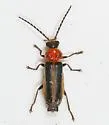 Ditemnus freemani - photo 5