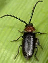 Ditemnus latilobus - photo 2