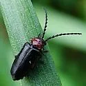 Ditemnus latilobus - photo 3