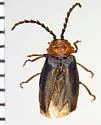 Ditemnus latilobus - photo 4
