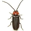 Ditemnus latilobus - photo 5