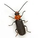 Ditemnus perforatus - Ditemnus perforatus