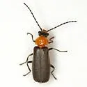 Ditemnus perforatus - photo 2