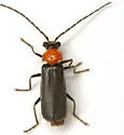 Ditemnus perforatus - photo 3