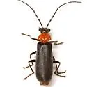 Ditemnus perforatus - photo 4