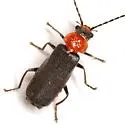 Ditemnus perforatus - photo 5