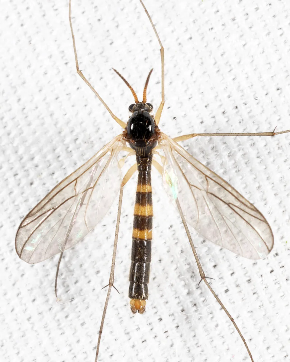 Ditomyia potomaca - photo 2