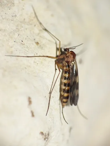 Ditomyiidae - photo 2